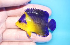 画像1: 【海水魚・ヤッコ】【通販】状態良好♪スミレヤッコ（MLサイズ）(個体販売）（±6.5cm）No.11（生体）(海水魚) (1)