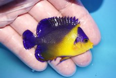 画像2: 【海水魚・ヤッコ】【通販】状態良好♪スミレヤッコ（MLサイズ）(個体販売）（±6.5cm）No.11（生体）(海水魚) (2)