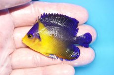 画像1: 【海水魚・ヤッコ】【通販】人工飼料OK♪スミレヤッコ（MLサイズ）(個体販売）（±6.5cm）No.12（生体）(海水魚) (1)