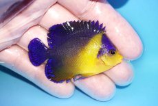 画像2: 【海水魚・ヤッコ】【通販】人工飼料OK♪スミレヤッコ（MLサイズ）(個体販売）（±6.5cm）No.12（生体）(海水魚) (2)