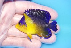画像1: 【海水魚・ヤッコ】【通販】状態良好♪スミレヤッコ（MLサイズ）(個体販売）（±6.5cm）No.13（生体）(海水魚) (1)