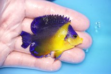 画像2: 【海水魚・ヤッコ】【通販】状態良好♪スミレヤッコ（MLサイズ）(個体販売）（±6.5cm）No.13（生体）(海水魚) (2)