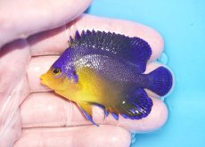 画像1: 【海水魚・ヤッコ】【通販】状態良好♪スミレヤッコ（MLサイズ）(個体販売）（±6.5cm）No.14（生体）(海水魚) (1)