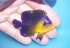 画像2: 【海水魚・ヤッコ】【通販】状態良好♪スミレヤッコ（MLサイズ）(個体販売）（±6.5cm）No.14（生体）(海水魚) (2)