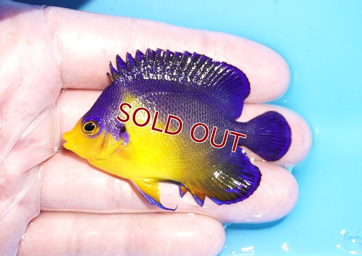 画像1: 【海水魚・ヤッコ】【通販】状態良好♪スミレヤッコ（MLサイズ）(個体販売）（±6.5cm）No.15（生体）(海水魚) (1)
