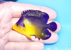 画像1: 【海水魚・ヤッコ】【通販】状態良好♪スミレヤッコ（MLサイズ）(個体販売）（±6.5cm）No.15（生体）(海水魚) (1)
