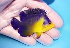 画像2: 【海水魚・ヤッコ】【通販】状態良好♪スミレヤッコ（MLサイズ）(個体販売）（±6.5cm）No.15（生体）(海水魚) (2)
