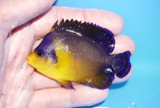 画像1: 【海水魚・ヤッコ】【通販】状態良好♪スミレヤッコ（Lサイズ）(個体販売）（±7.5cm）No.16（生体）(海水魚) (1)