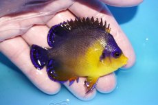 画像2: 【海水魚・ヤッコ】【通販】状態良好♪スミレヤッコ（Lサイズ）(個体販売）（±7.5cm）No.16（生体）(海水魚) (2)