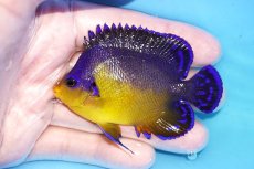 画像1: 【海水魚・ヤッコ】【通販】状態良好♪スミレヤッコ（Lサイズ）(個体販売）（±8cm）No.17（生体）(海水魚) (1)