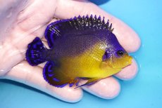 画像2: 【海水魚・ヤッコ】【通販】状態良好♪スミレヤッコ（Lサイズ）(個体販売）（±8cm）No.17（生体）(海水魚) (2)
