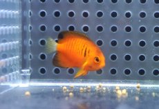 画像1: 【海水魚・ヤッコ】【通販】人工飼料OK♪ダイダイヤッコ（Tinyサイズ）(個体販売）（±3cm）No.1（生体）(海水魚) (1)