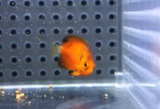 画像2: 【海水魚・ヤッコ】【通販】人工飼料OK♪ダイダイヤッコ（Tinyサイズ）(個体販売）（±3cm）No.1（生体）(海水魚) (2)