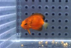 画像3: 【海水魚・ヤッコ】【通販】人工飼料OK♪ダイダイヤッコ（Tinyサイズ）(個体販売）（±3cm）No.1（生体）(海水魚) (3)