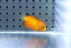画像1: 【海水魚・ヤッコ】【通販】人工飼料OK♪ダイダイヤッコ（Tinyサイズ）(個体販売）（±3.5cm）No.2（生体）(海水魚) (1)