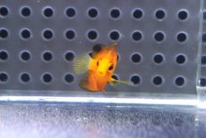 画像2: 【海水魚・ヤッコ】【通販】人工飼料OK♪ダイダイヤッコ（Tinyサイズ）(個体販売）（±3.5cm）No.2（生体）(海水魚) (2)