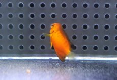 画像3: 【海水魚・ヤッコ】【通販】人工飼料OK♪ダイダイヤッコ（Tinyサイズ）(個体販売）（±3.5cm）No.2（生体）(海水魚) (3)