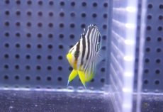 画像2: 【海水魚・ヤッコ】【通販】状態良好♪シマヤッコ（XSサイズ）(個体販売）（±3.5-4ｃｍ）No.1（生体）(海水魚) (2)