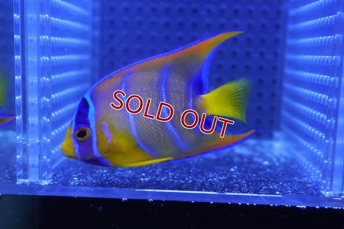 画像1: 【海水魚・ヤッコ】【通販】状態良好♪カリブクイーンエンゼル（SM）(個体販売）（±7cm）No.2（生体）(海水魚) (1)