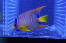 画像1: 【海水魚・ヤッコ】【通販】状態良好♪カリブクイーンエンゼル（SM）(個体販売）（±7cm）No.2（生体）(海水魚) (1)