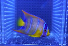 画像2: 【海水魚・ヤッコ】【通販】状態良好♪カリブクイーンエンゼル（SM）(個体販売）（±7cm）No.2（生体）(海水魚) (2)