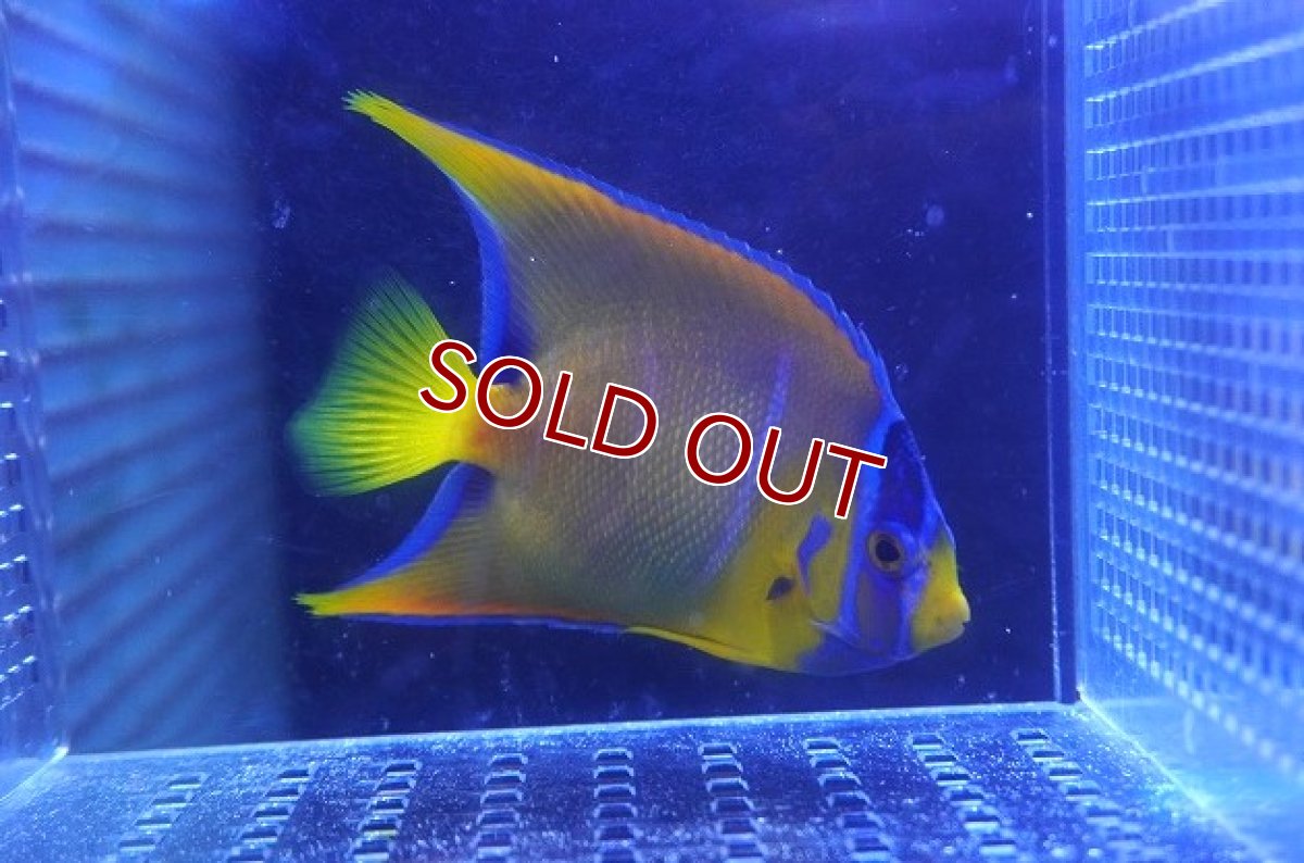 画像1: 【海水魚・ヤッコ】【通販】状態良好♪カリブクイーンエンゼル（M）(個体販売）（±10cm）No.3（生体）(海水魚) (1)