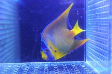 画像2: 【海水魚・ヤッコ】【通販】状態良好♪カリブクイーンエンゼル（M）(個体販売）（±10cm）No.3（生体）(海水魚) (2)