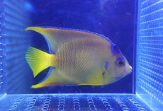 画像1: 【海水魚・ヤッコ】【通販】状態良好♪Hyd. カリブクイーンエンゼル（M）(個体販売）（±10.5cm）No.4（生体）(海水魚) (1)