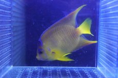 画像2: 【海水魚・ヤッコ】【通販】状態良好♪Hyd. カリブクイーンエンゼル（M）(個体販売）（±10.5cm）No.4（生体）(海水魚) (2)