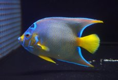 画像1: 【海水魚・ヤッコ】【通販】強青！状態良好♪カリブクイーンエンゼル（L）(個体販売）（±14-15cm）No.5（生体）(海水魚) (1)