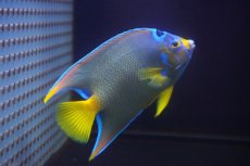 画像2: 【海水魚・ヤッコ】【通販】強青！状態良好♪カリブクイーンエンゼル（L）(個体販売）（±14-15cm）No.5（生体）(海水魚) (2)