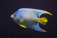 画像1: 【海水魚・ヤッコ】【通販】強青！状態良好♪カリブクイーンエンゼル（L）(個体販売）（±14-15cm）No.6（生体）(海水魚) (1)