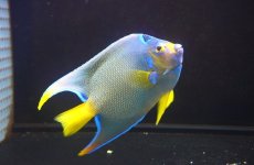 画像2: 【海水魚・ヤッコ】【通販】強青！状態良好♪カリブクイーンエンゼル（L）(個体販売）（±14-15cm）No.6（生体）(海水魚) (2)