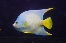 画像1: 【海水魚・ヤッコ】【通販】美青！状態良好♪カリブクイーンエンゼル（XL）(個体販売）（±20-21cm）No.7（生体）(海水魚) (1)