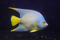 画像2: 【海水魚・ヤッコ】【通販】美青！状態良好♪カリブクイーンエンゼル（XL）(個体販売）（±20-21cm）No.7（生体）(海水魚) (2)
