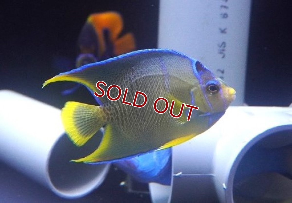 画像1: 【海水魚・ヤッコ】【通販】状態良好♪ブルーエンゼル（M）(個体販売）（±8.5cm）No.1（生体）(海水魚) (1)