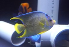 画像1: 【海水魚・ヤッコ】【通販】状態良好♪ブルーエンゼル（M）(個体販売）（±8.5cm）No.1（生体）(海水魚) (1)