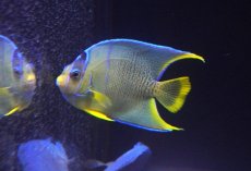 画像2: 【海水魚・ヤッコ】【通販】状態良好♪ブルーエンゼル（M）(個体販売）（±8.5cm）No.1（生体）(海水魚) (2)