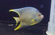 画像1: 【海水魚・ヤッコ】【通販】人工飼料OK♪ブルーエンゼル（ML）(個体販売）（±6cm）No.2（生体）(海水魚) (1)