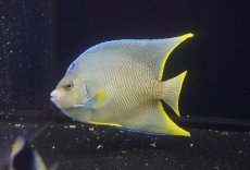 画像2: 【海水魚・ヤッコ】【通販】人工飼料OK♪ブルーエンゼル（ML）(個体販売）（±6cm）No.2（生体）(海水魚) (2)