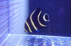 画像1: 【海水魚・ヤッコ】【通販】人工飼料OK♪フレンチエンゼル（S）(個体販売）（±7cm）No.2（生体）(海水魚) (1)