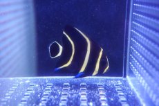 画像2: 【海水魚・ヤッコ】【通販】人工飼料OK♪フレンチエンゼル（S）(個体販売）（±7cm）No.2（生体）(海水魚) (2)