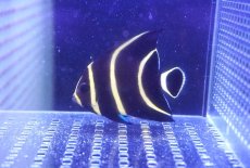 画像1: 【海水魚・ヤッコ】【通販】人工飼料OK♪フレンチエンゼル（SM）(個体販売）（±7cm）No.2（生体）(海水魚) (1)