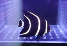 画像2: 【海水魚・ヤッコ】【通販】人工飼料OK♪フレンチエンゼル（SM）(個体販売）（±7cm）No.2（生体）(海水魚) (2)