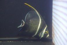 画像1: 【海水魚・ヤッコ】【通販】人工飼料OK♪フレンチエンゼル（ML）(個体販売）（±11cm）No.3（生体）(海水魚) (1)