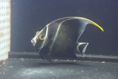 画像2: 【海水魚・ヤッコ】【通販】人工飼料OK♪フレンチエンゼル（ML）(個体販売）（±11cm）No.3（生体）(海水魚) (2)