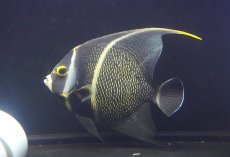 画像1: 【海水魚・ヤッコ】【通販】人工飼料OK♪フレンチエンゼル（L）(個体販売）（±16cm）No.4（生体）(海水魚) (1)
