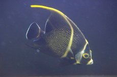 画像2: 【海水魚・ヤッコ】【通販】人工飼料OK♪フレンチエンゼル（L）(個体販売）（±16cm）No.4（生体）(海水魚) (2)