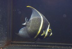 画像1: 【海水魚・ヤッコ】【通販】人工飼料OK♪フレンチエンゼル（ML）(個体販売）（±13cm）No.5（生体）(海水魚) (1)