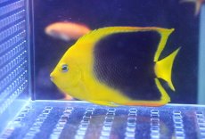 画像1: 【海水魚・ヤッコ】【通販】人工飼料OK♪ロックビューティー（M）(個体販売）（±8cm）No.1（生体）(海水魚) (1)
